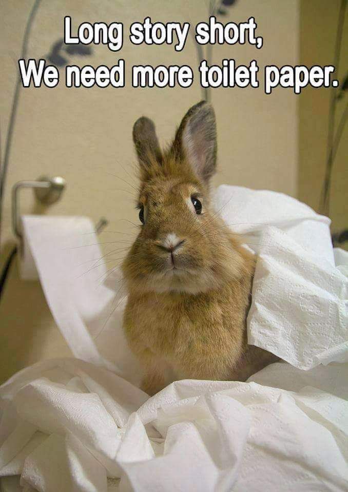 funny bunny pictures