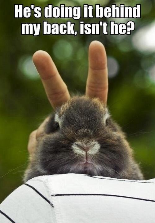 funny bunny pictures