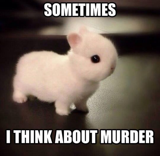 funny bunny pictures