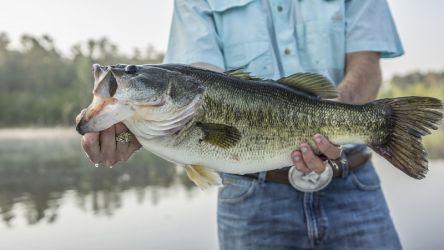 basics released regarding fish stocking in dfw plano arlington amp garland texas