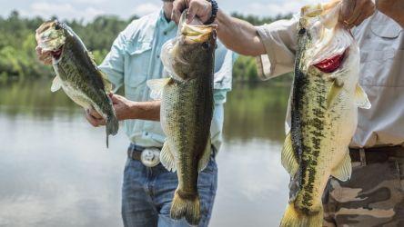 basics released regarding fish stocking in dfw plano arlington amp garland texas