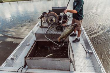 basics released regarding fish stocking in dfw plano arlington amp garland texas