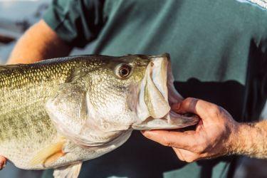 basics released regarding fish stocking in dfw plano arlington amp garland texas