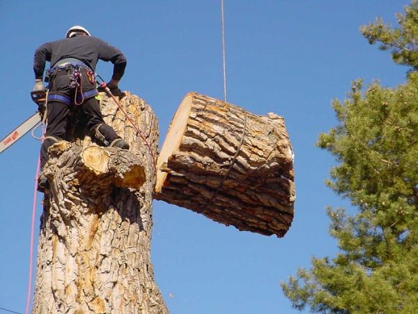 brisbane southern suburbs tree lopping company expands to northside amp southsid