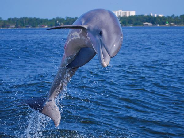 enjoy a dolphin cruise in orange beach and gulf shore al