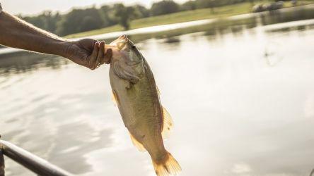 fishing season is coming time to stock fish in ft worth private lakes