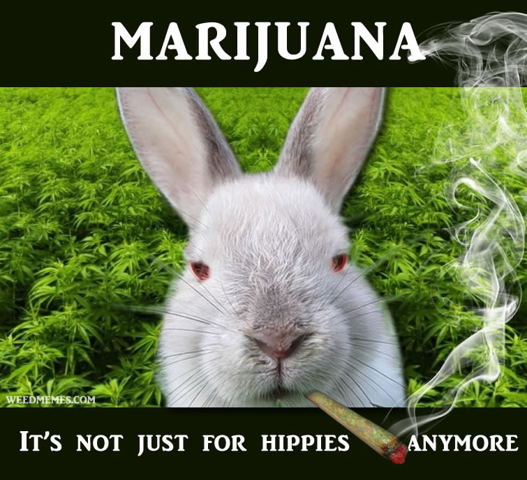 funny bunny pictures