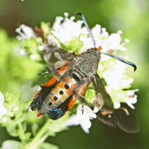 how to prevent control and get rid of squash vine borer moths organically