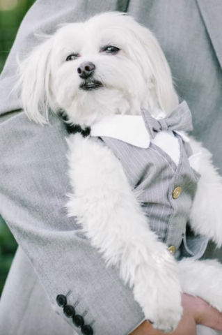 train your dog for best man duties ringbearer amp greeting guests with this wedd