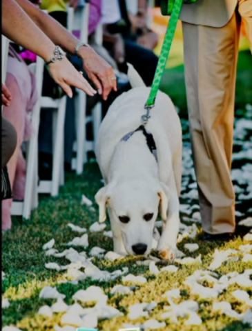 train your dog for best man duties ringbearer amp greeting guests with this wedd