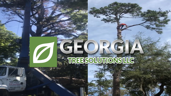 georgia tree solutions now uses a crane to remove trees in savannah ga