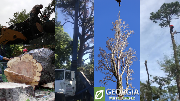 georgia tree solutions now uses a crane to remove trees in savannah ga