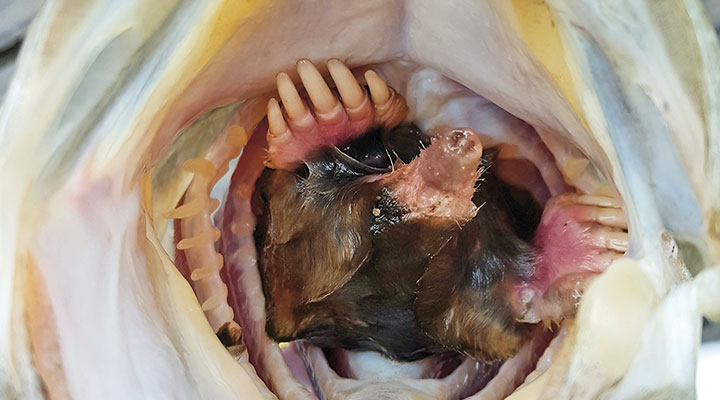 10 Gross Pictures That Will Make You Absolutely Sick To Your Stomach