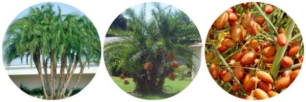 if you want to buy palm trees online check out this new information site