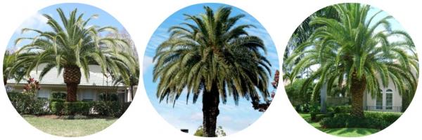 if you want to buy palm trees online check out this new information site
