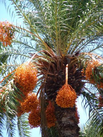 buy medjool date palms and canary island or senegal full grown palm trees online