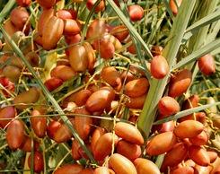 buy medjool date palms and canary island or senegal full grown palm trees online