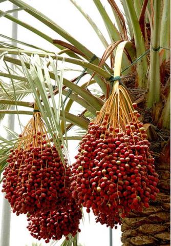buy medjool date palms and canary island or senegal full grown palm trees online