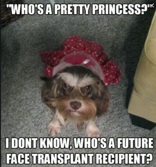 princess dog