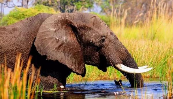 21 days east african safari tour announced