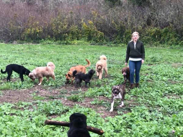 get the best fenced amp off leash dog walking amp transport services in san mate