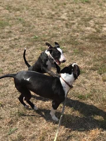 get the best fenced amp off leash dog walking amp transport services in san mate