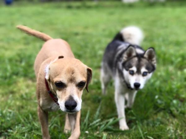 get the best fenced amp off leash dog walking amp transport services in san mate