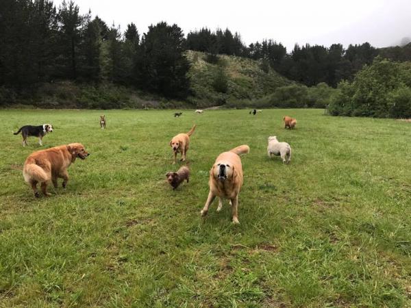 get the best fenced amp off leash dog walking amp transport services in san mate