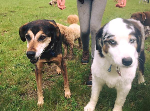 get the best fenced amp off leash dog walking amp transport services in san mate