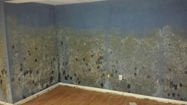 get the best mold removal expert services for homes amp businesses in new jersey