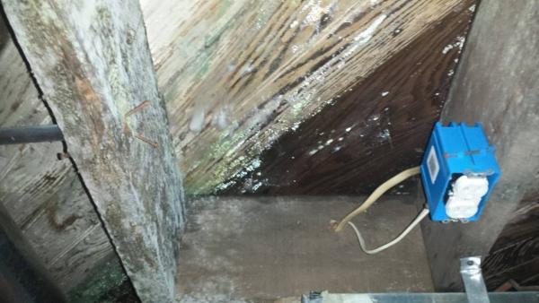 get the best mold removal expert services for homes amp businesses in new jersey