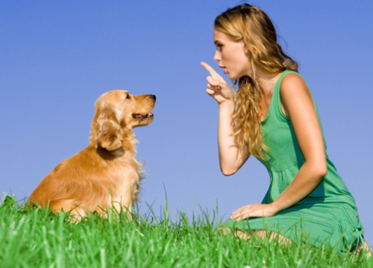get the best personal dog training classes to eliminate bad behavior in st louis