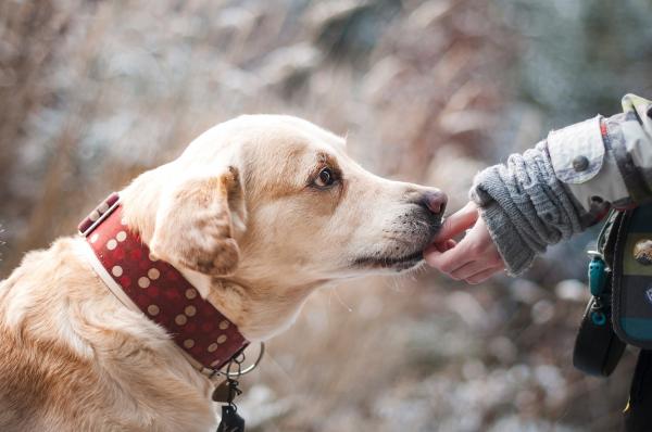 protect your dog from fleas amp ticks with nexgard extra large dog chew treatmen