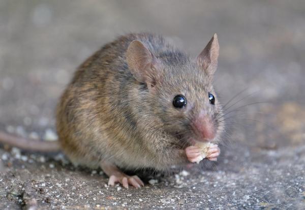 safeguard your home against fall rat infestation with ozane rodent control