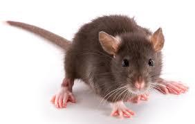 safeguard your home against fall rat infestation with ozane rodent control
