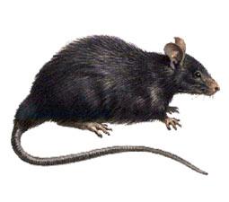safeguard your home against fall rat infestation with ozane rodent control