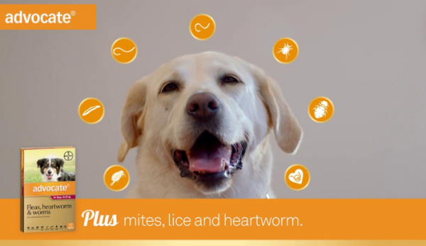 advocate 6 pack for large amp small dogs wormer amp flea treatment launched onli