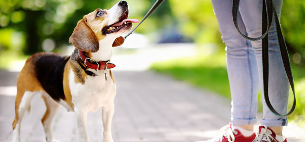 advocate 6 pack for large amp small dogs wormer amp flea treatment launched onli