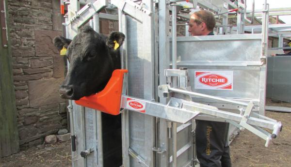 get automated weight amp size tracking for cattle with eid reader