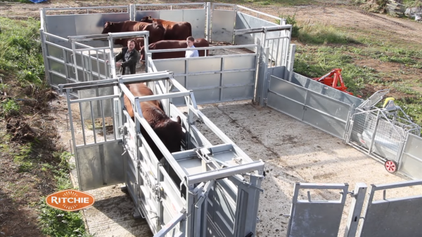get automated weight amp size tracking for cattle with eid reader