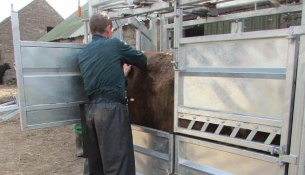 get automated weight amp size tracking for cattle with eid reader