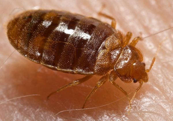 get fast professional bed bug extermination services from this specialist