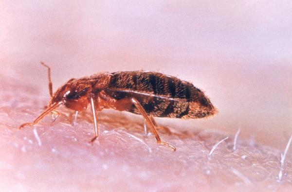 get fast professional bed bug extermination services from this specialist