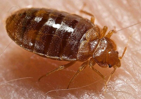 get fast professional bed bug extermination services from this specialist