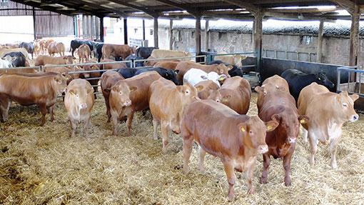 get the best cattle weighing system with eid reader for easy measurement