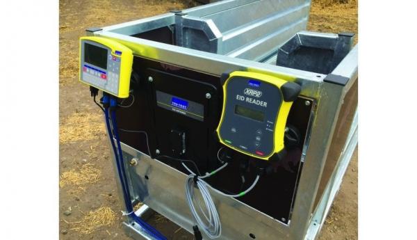 get the best cattle weighing system with eid reader for easy measurement