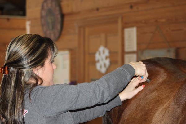 get three equine therapy certifications in one convenient bundle