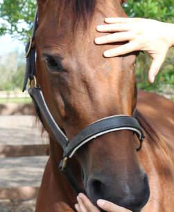get three equine therapy certifications in one convenient bundle