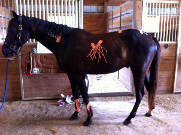 get three equine therapy certifications in one convenient bundle