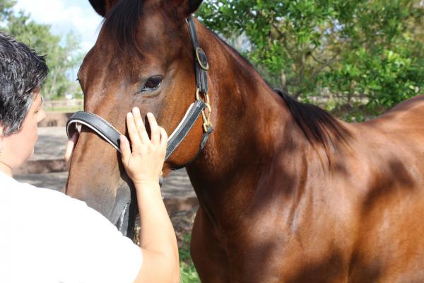 get three equine therapy certifications in one convenient bundle